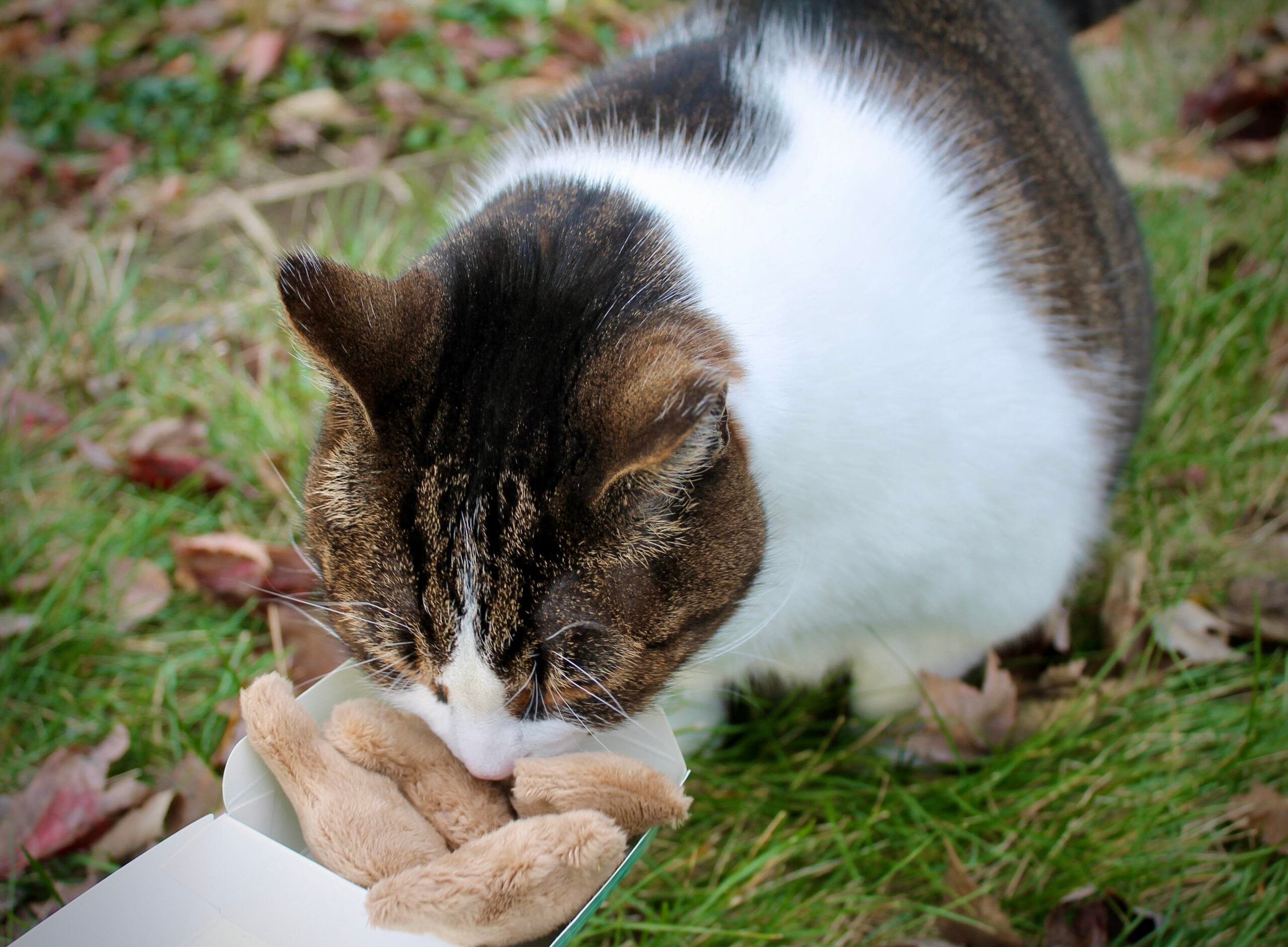 Dino Nugget Cat Toy Set 4-Piece Prehistoric Play Treats! - Image 4